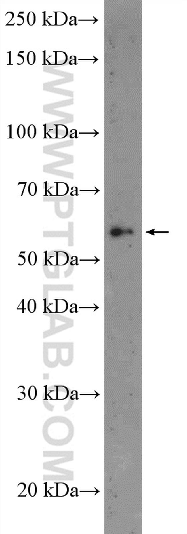 GLDN Antibody in Western Blot (WB)