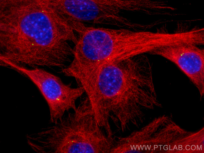 gamma tubulin Antibody in Immunocytochemistry (ICC/IF)