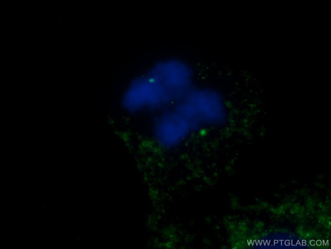 gamma tubulin Antibody in Immunocytochemistry (ICC/IF)