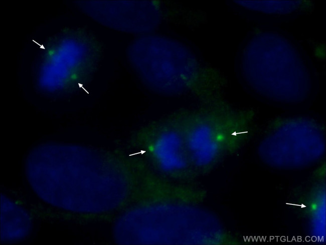 gamma tubulin Antibody in Immunocytochemistry (ICC/IF)