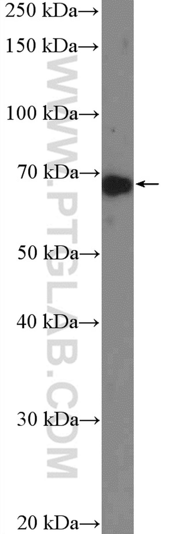 NDST1 Antibody in Western Blot (WB)