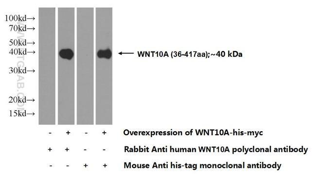 WNT10A Antibody in Western Blot (WB)