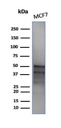 GATA-3 (Breast and Urothelial Marker) Antibody in Western Blot (WB)