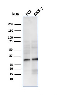 NKX2.8 Antibody in Western Blot (WB)