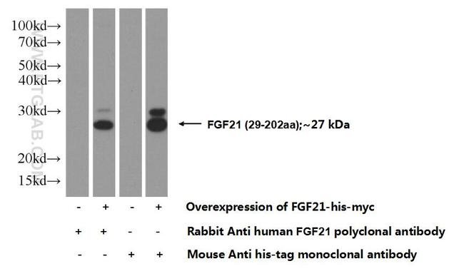 FGF21 Antibody in Western Blot (WB)