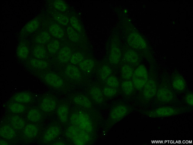 ZBTB1 Antibody in Immunocytochemistry (ICC/IF)