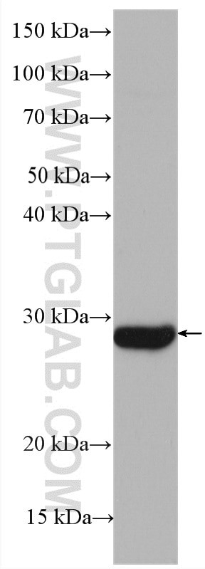 YRDC Antibody in Western Blot (WB)