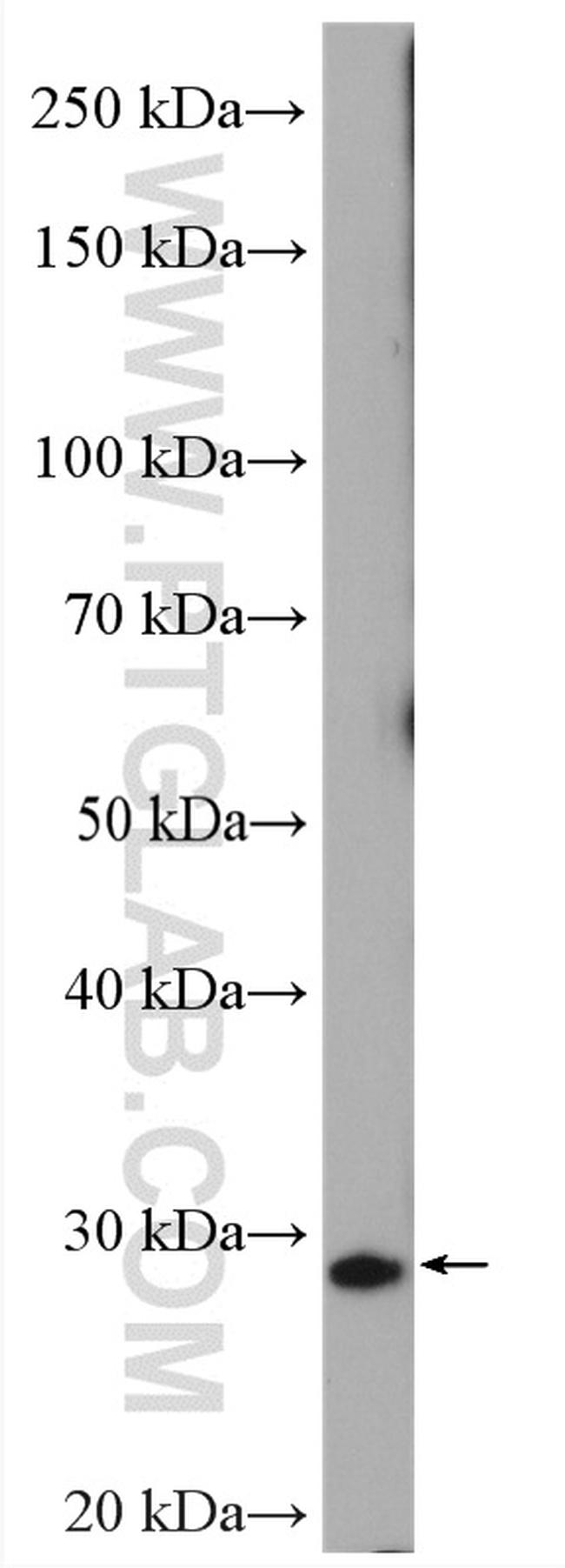 YRDC Antibody in Western Blot (WB)