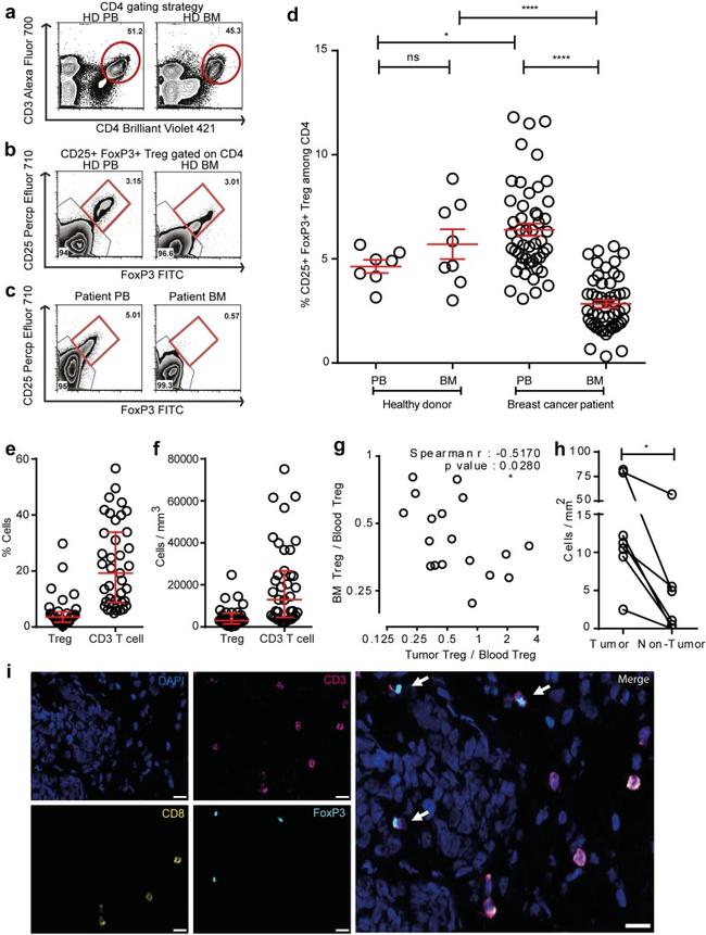 CD3e Antibody in Immunocytochemistry, Flow Cytometry (ICC/IF, Flow)