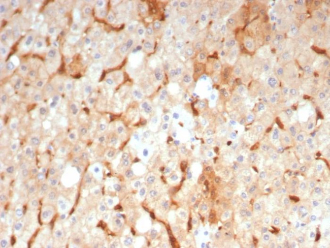 GBP1 Antibody in Immunohistochemistry (Paraffin) (IHC (P))