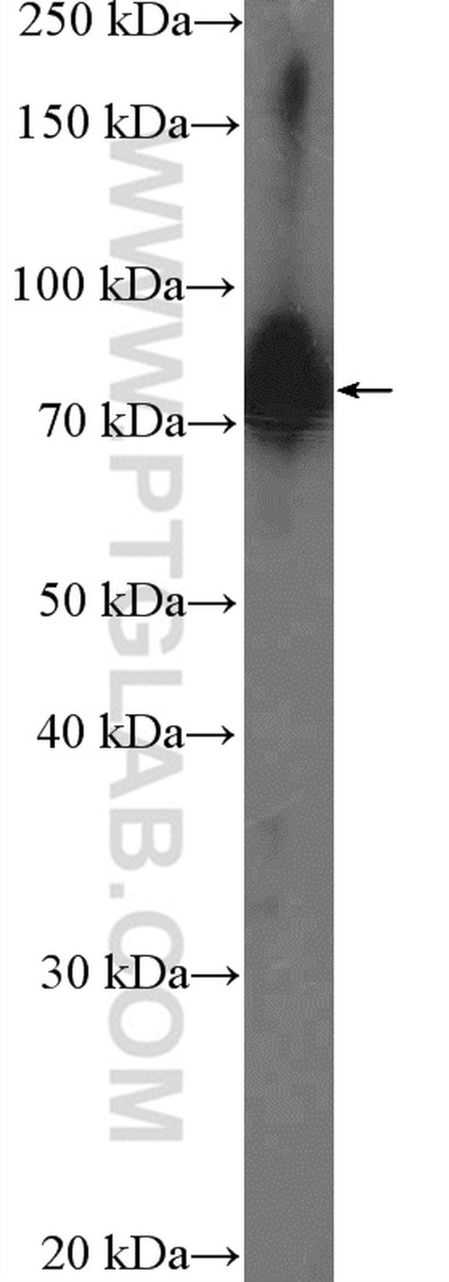 C19orf21 Antibody in Western Blot (WB)