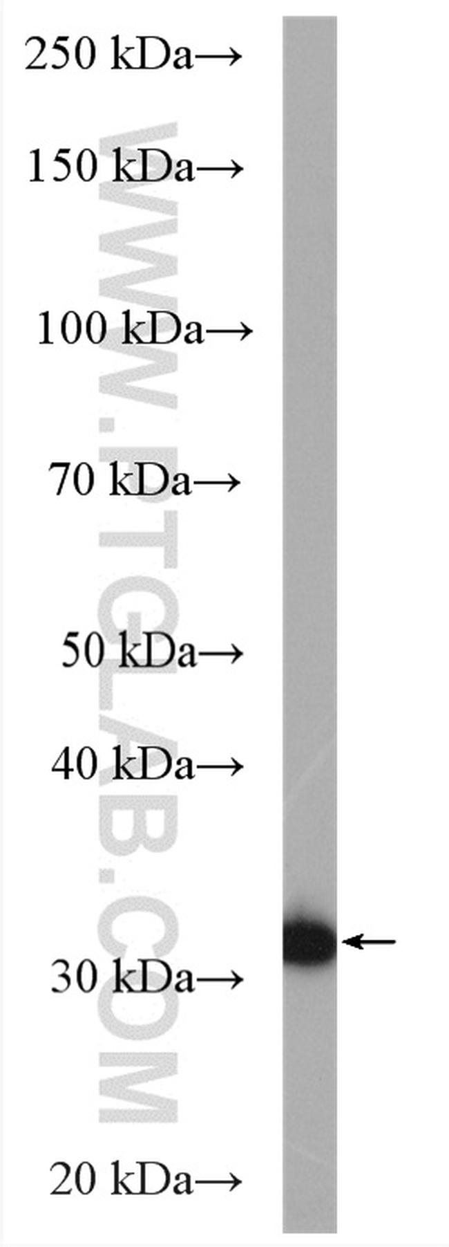 C1orf187 Antibody in Western Blot (WB)