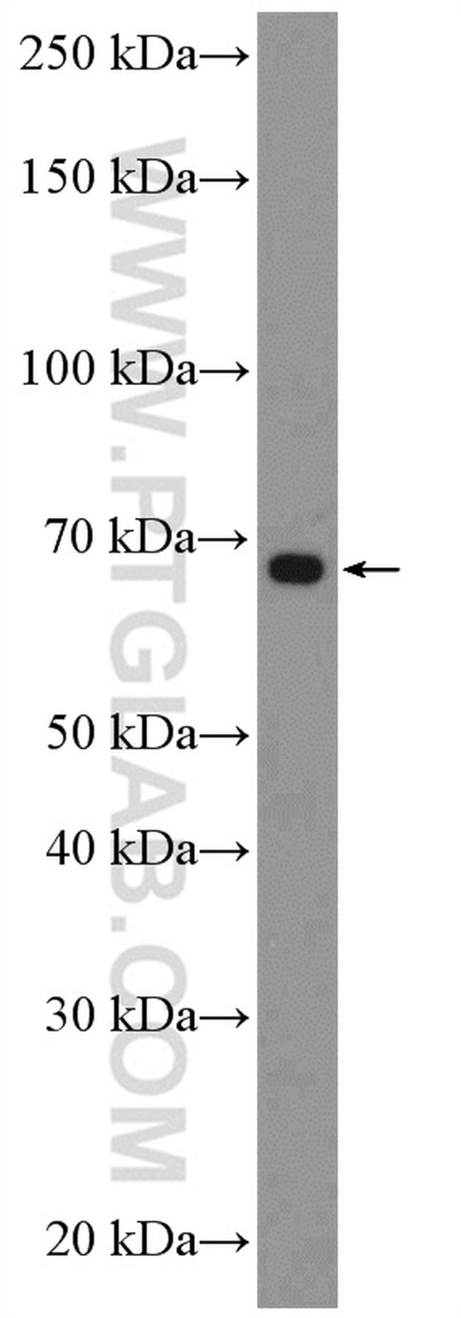 C14orf93 Antibody in Western Blot (WB)