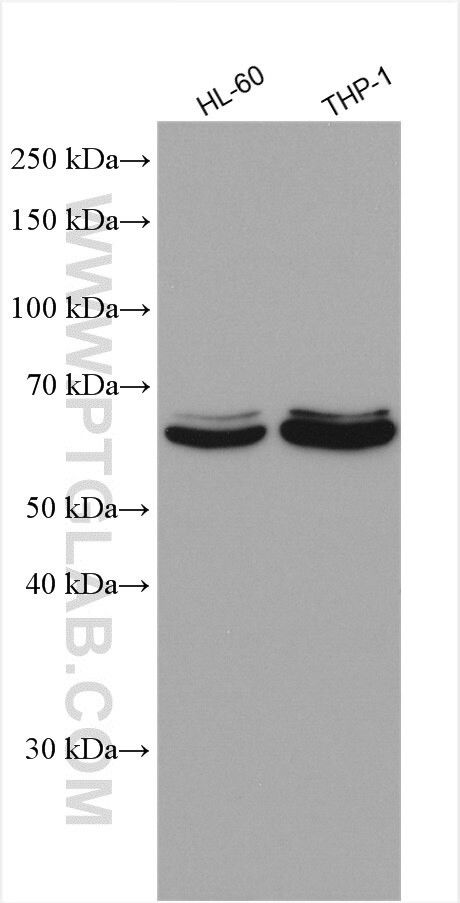 C6orf150 Antibody in Western Blot (WB)