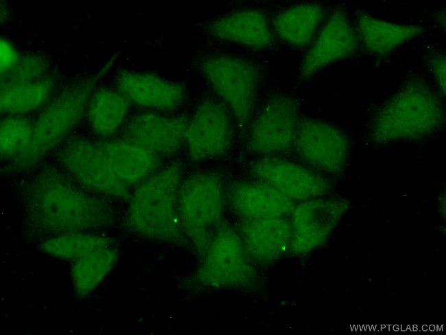 BAG6 Antibody in Immunocytochemistry (ICC/IF)