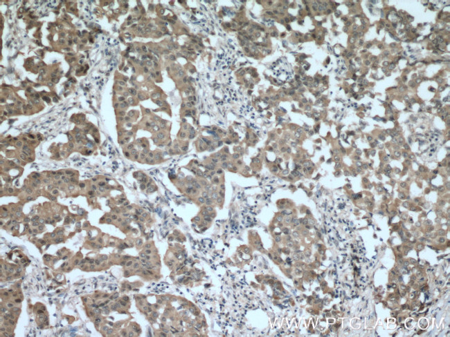 BAG6 Antibody in Immunohistochemistry (Paraffin) (IHC (P))