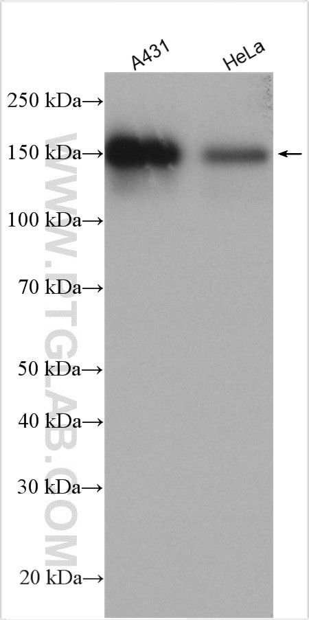 BAG6 Antibody in Western Blot (WB)