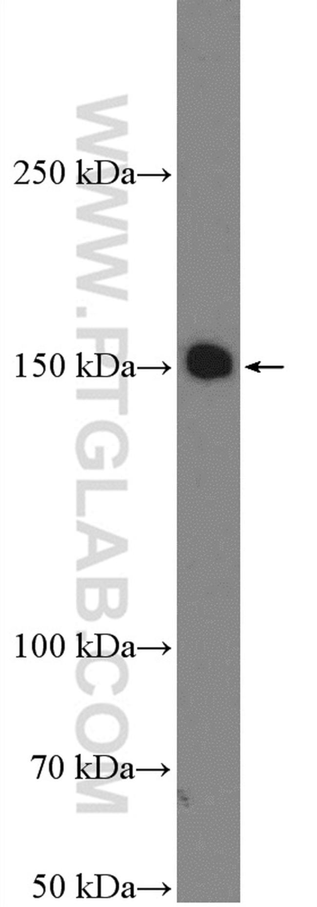 BAG6 Antibody in Western Blot (WB)