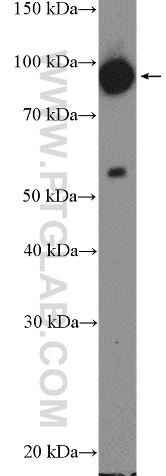 ENAH Antibody in Western Blot (WB)