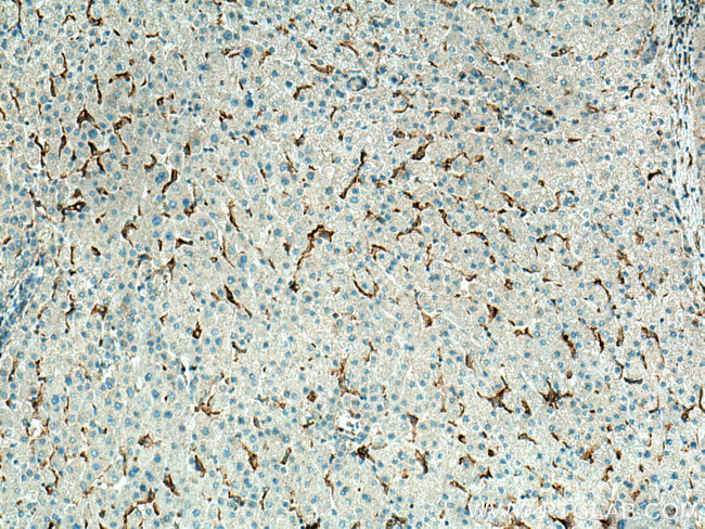 LILRB1 Antibody in Immunohistochemistry (Paraffin) (IHC (P))