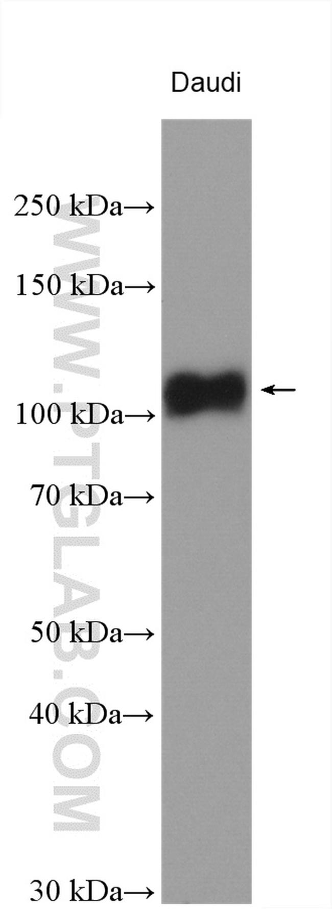 LILRB1 Antibody in Western Blot (WB)