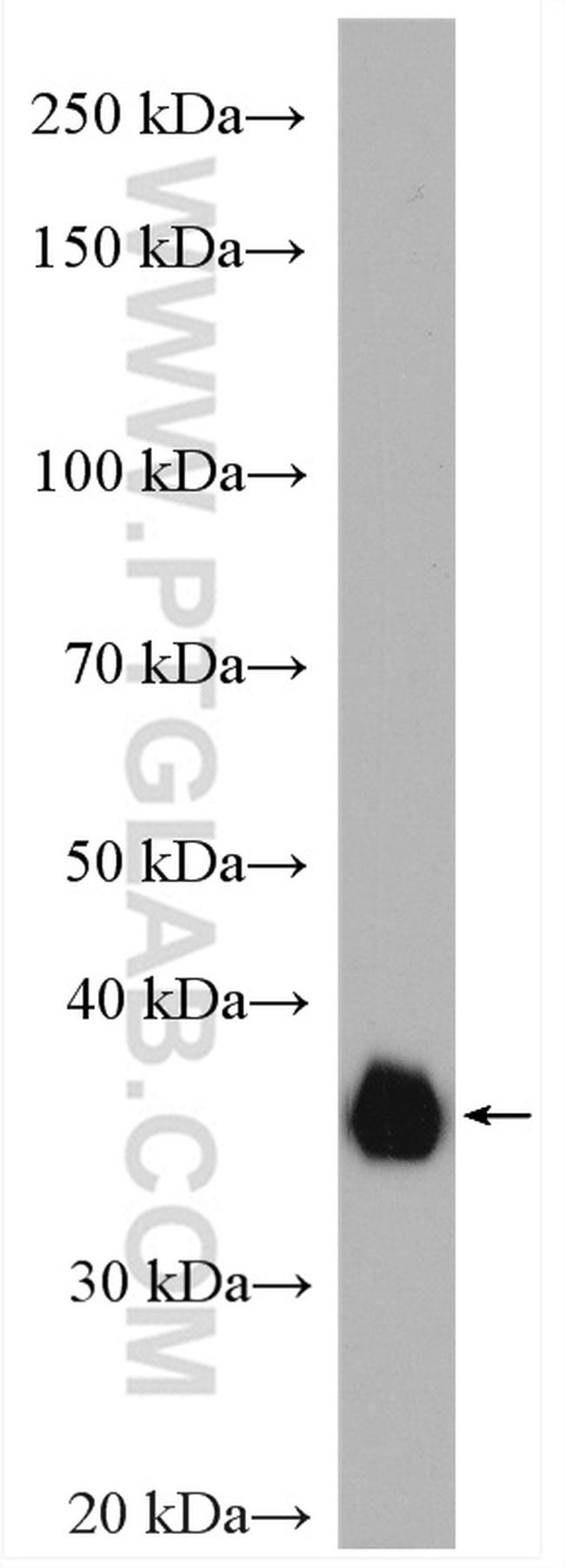 SFRP1 Antibody in Western Blot (WB)