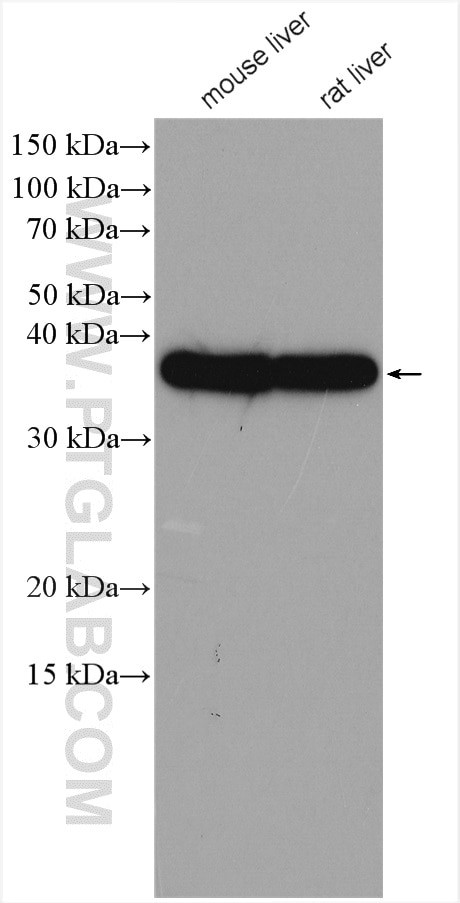 OTC Antibody in Western Blot (WB)