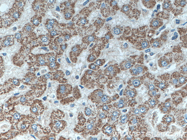 SLC2A9 Antibody in Immunohistochemistry (Paraffin) (IHC (P))