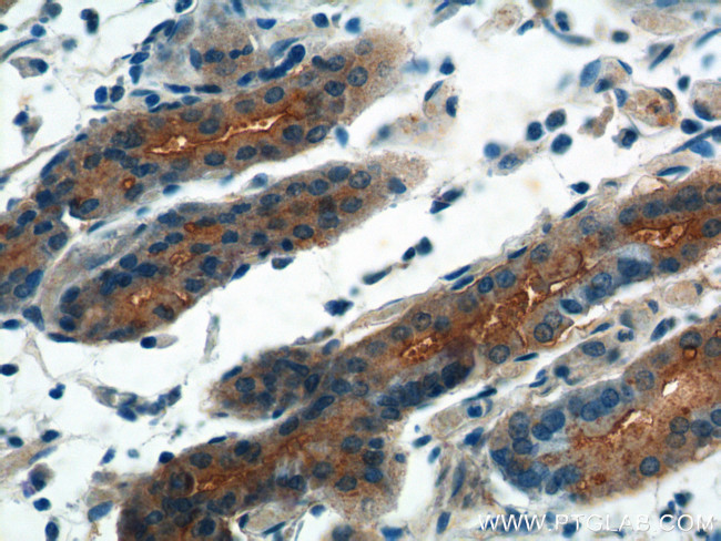 FGF9 Antibody in Immunohistochemistry (Paraffin) (IHC (P))