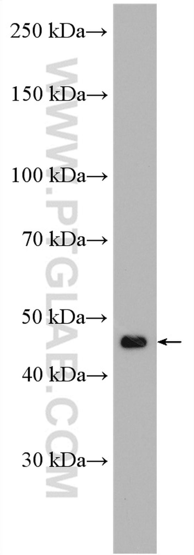 SCF Antibody in Western Blot (WB)