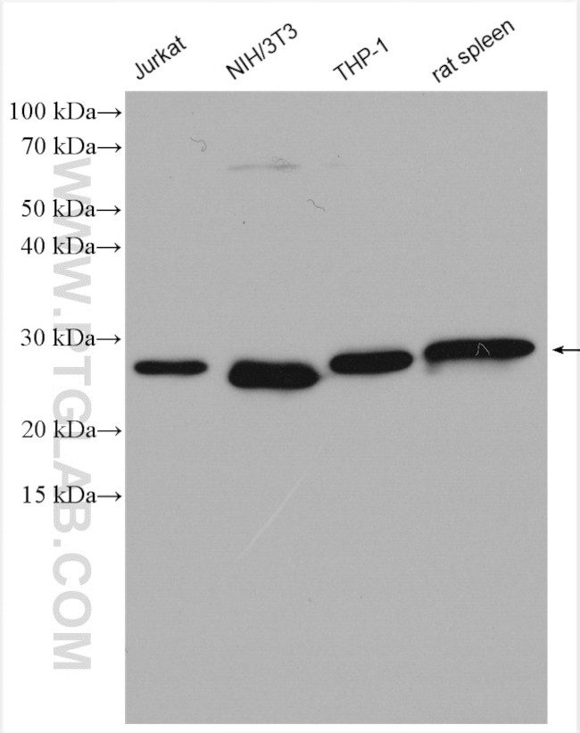 Bcl2 Antibody in Western Blot (WB)