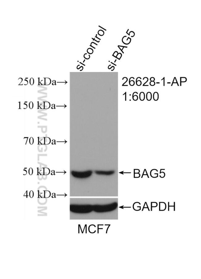 BAG5 Antibody in Western Blot (WB)