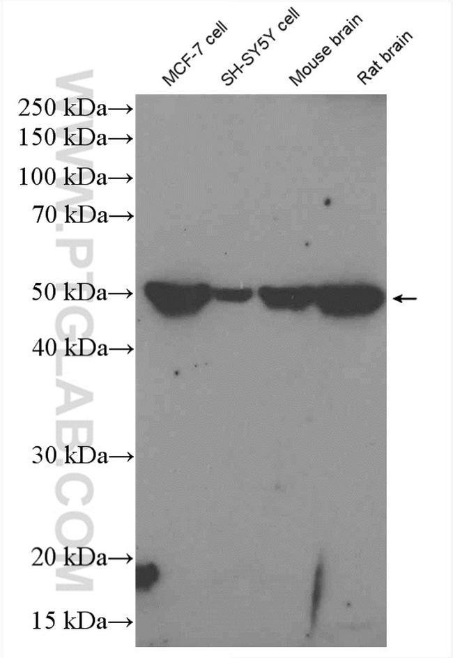 BAG5 Antibody in Western Blot (WB)