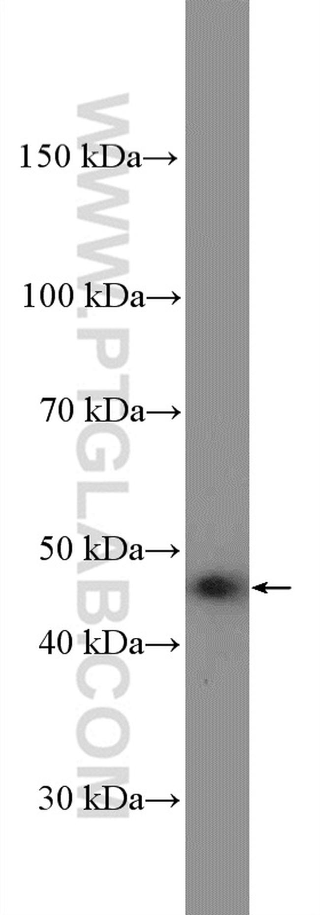 PEX13 Antibody in Western Blot (WB)