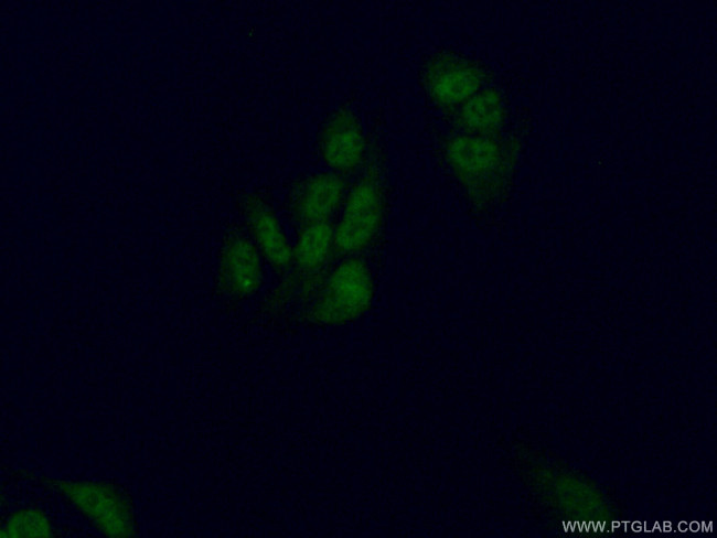 LIN37 Antibody in Immunocytochemistry (ICC/IF)