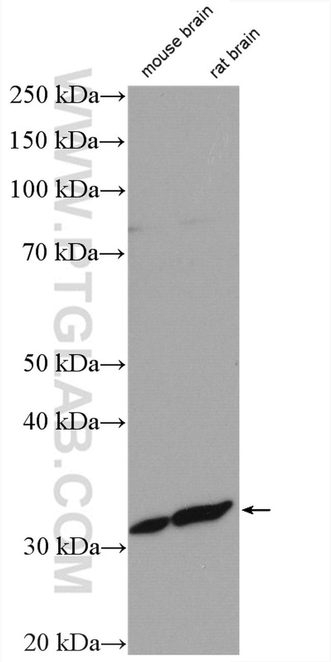 SLC25A29 Antibody in Western Blot (WB)