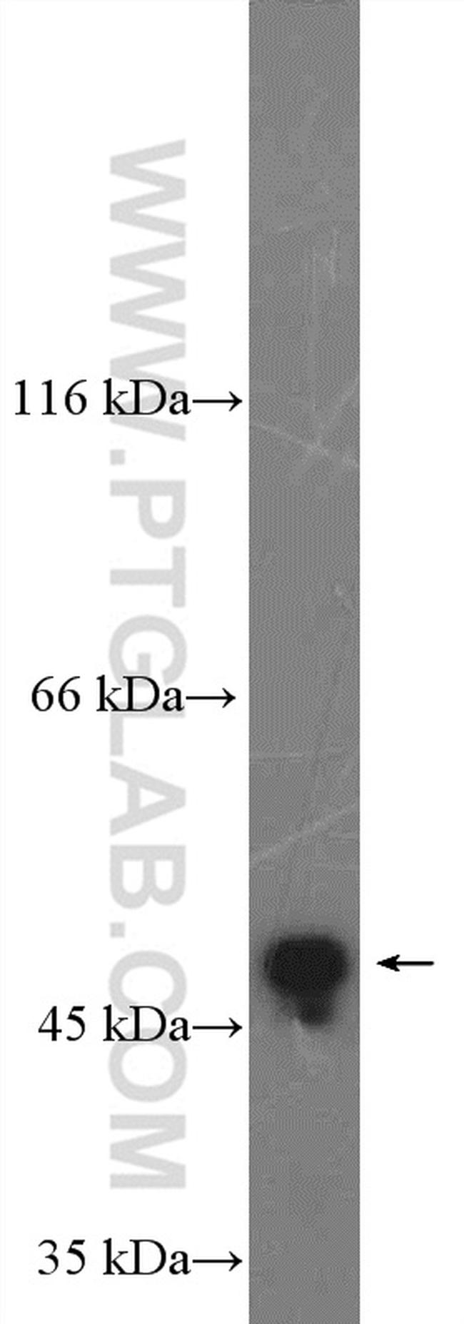 MAEL Antibody in Western Blot (WB)