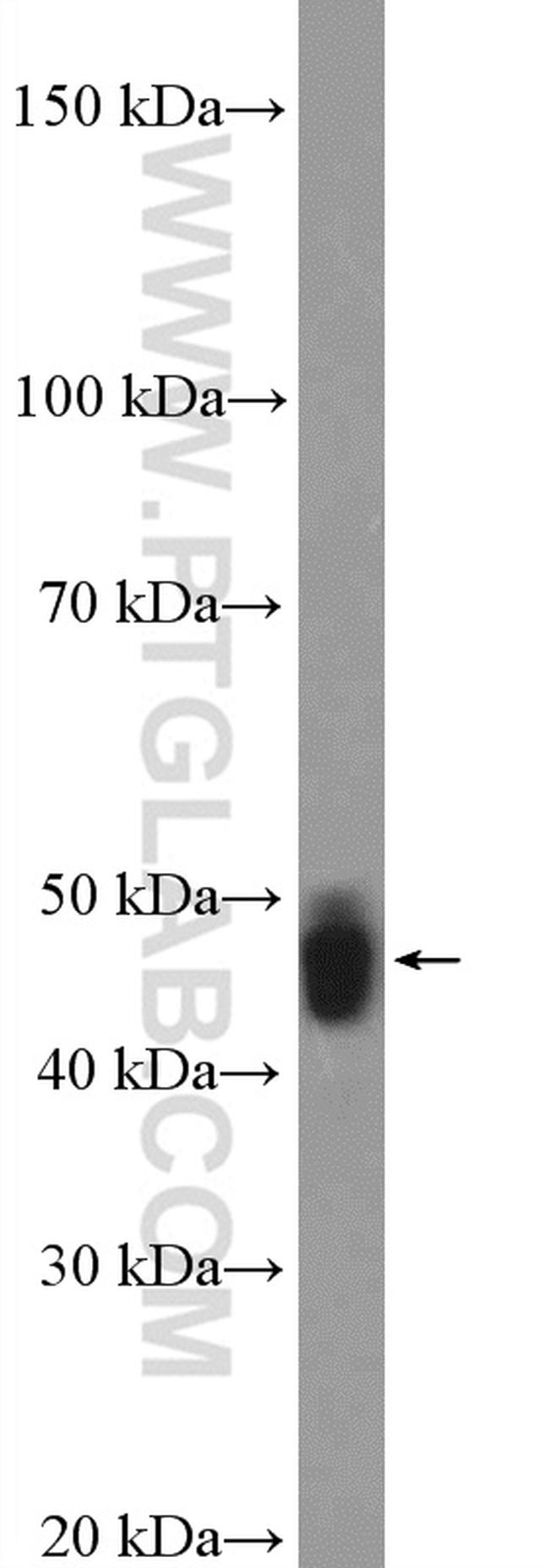 MAEL Antibody in Western Blot (WB)