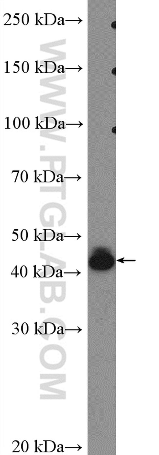 BSAP/PAX5 Antibody in Western Blot (WB)