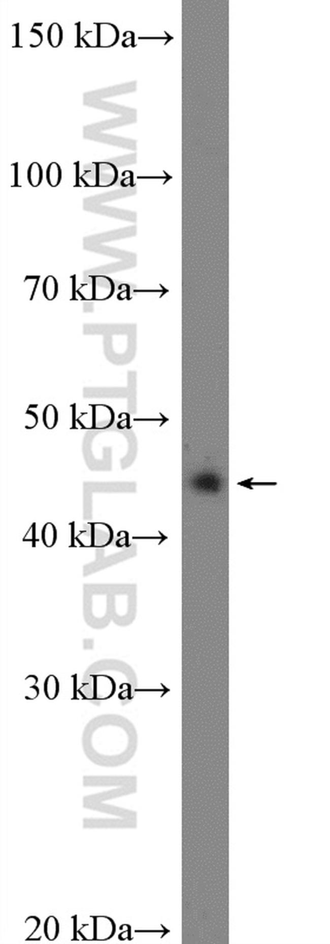 BSAP/PAX5 Antibody in Western Blot (WB)