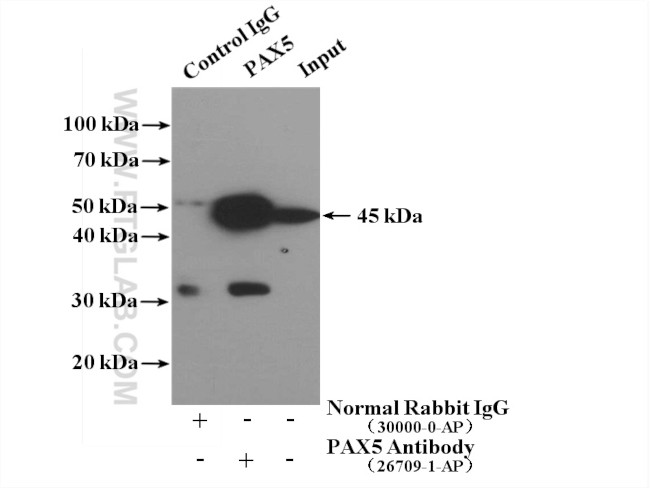BSAP/PAX5 Antibody in Immunoprecipitation (IP)
