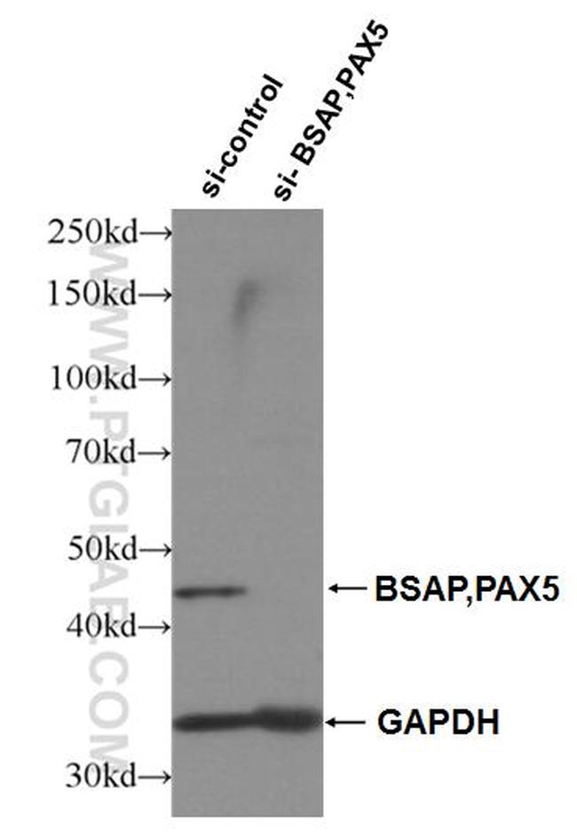 BSAP/PAX5 Antibody in Western Blot (WB)