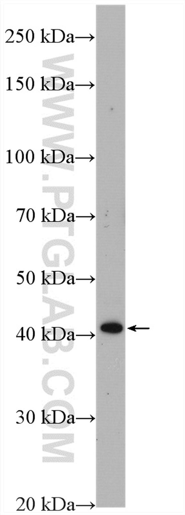 WNT3A Antibody in Western Blot (WB)