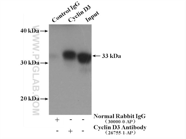 Cyclin D3 Antibody in Immunoprecipitation (IP)