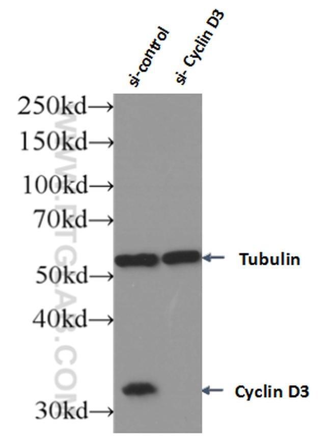 Cyclin D3 Antibody in Western Blot (WB)