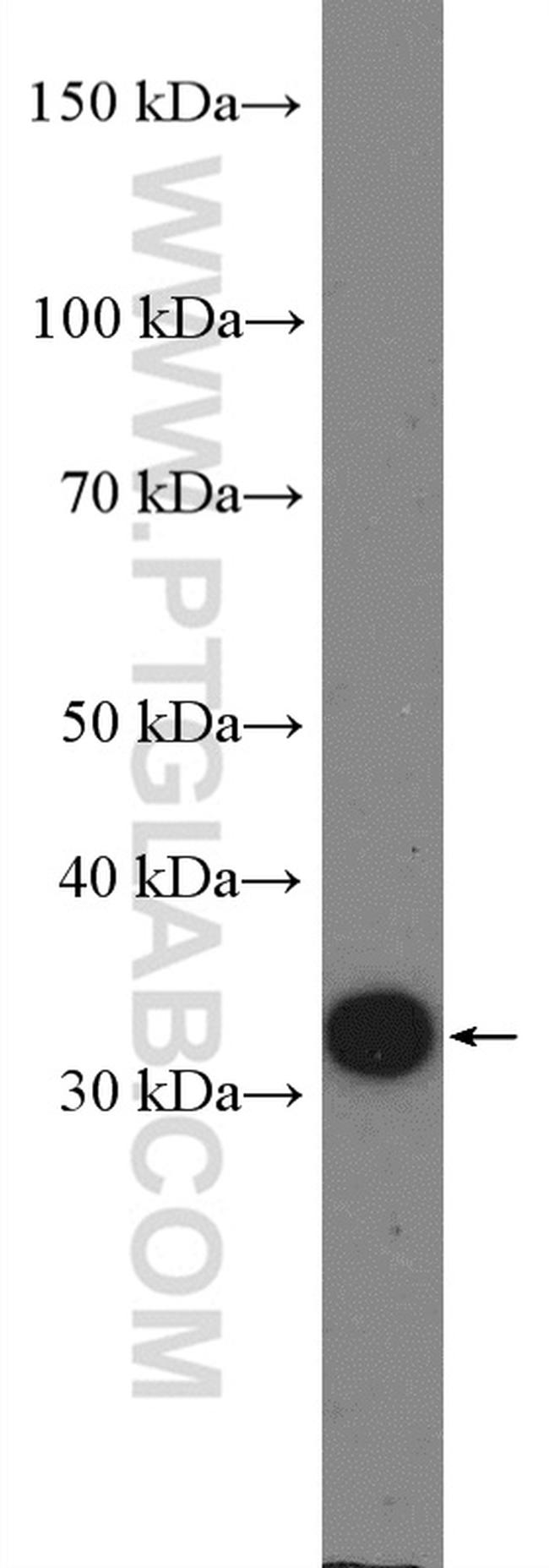 Cyclin D3 Antibody in Western Blot (WB)