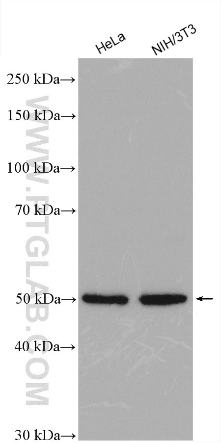 SUFU Antibody in Western Blot (WB)