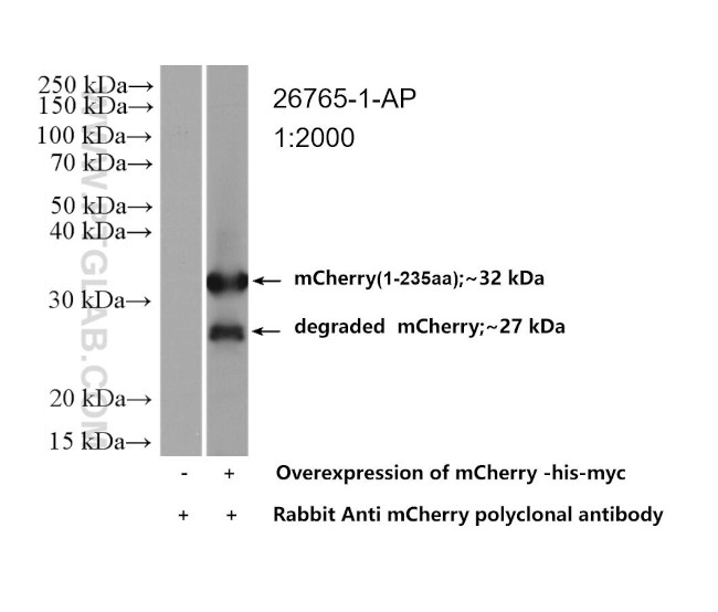 mCherry Antibody in Western Blot (WB)