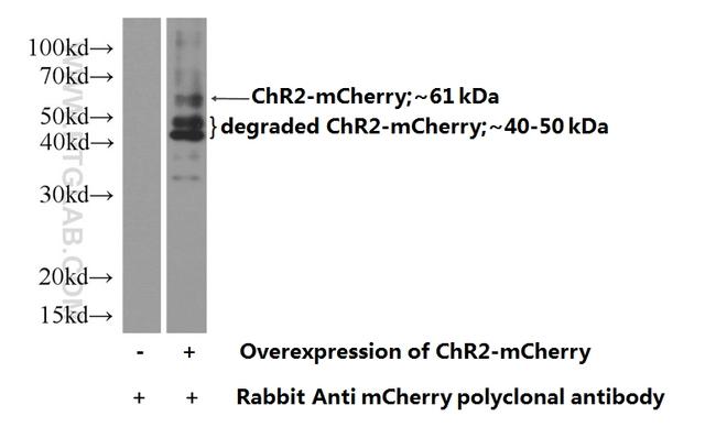 mCherry Antibody in Western Blot (WB)