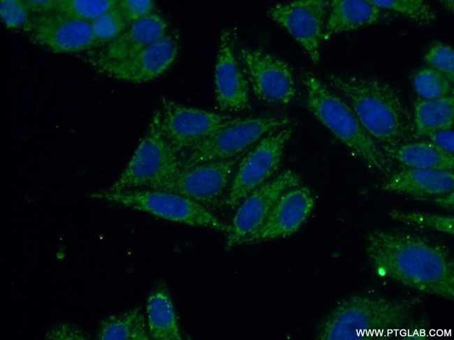 YTHDF2 Antibody in Immunocytochemistry (ICC/IF)